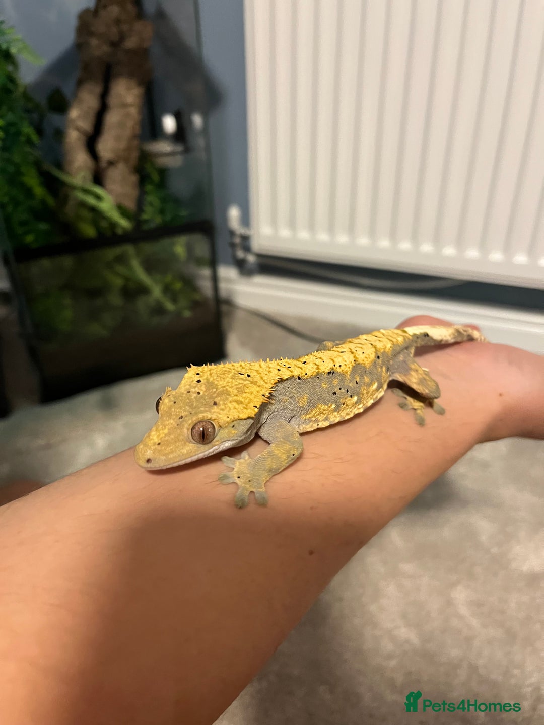 Gecko reptiles for sale: Geckos for sale with tank - Image 5
