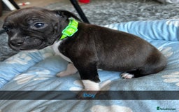 Staffordshire Bull Terrier dogs for sale: 9 Beautiful staffy X pups  - Image 7