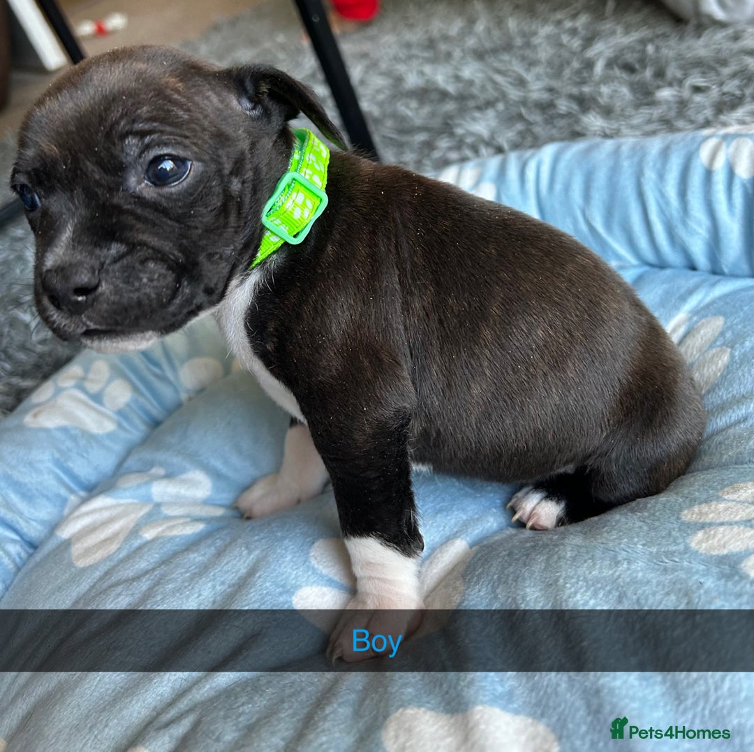 Staffordshire Bull Terrier dogs for sale: 9 Beautiful staffy X pups  - Image 7