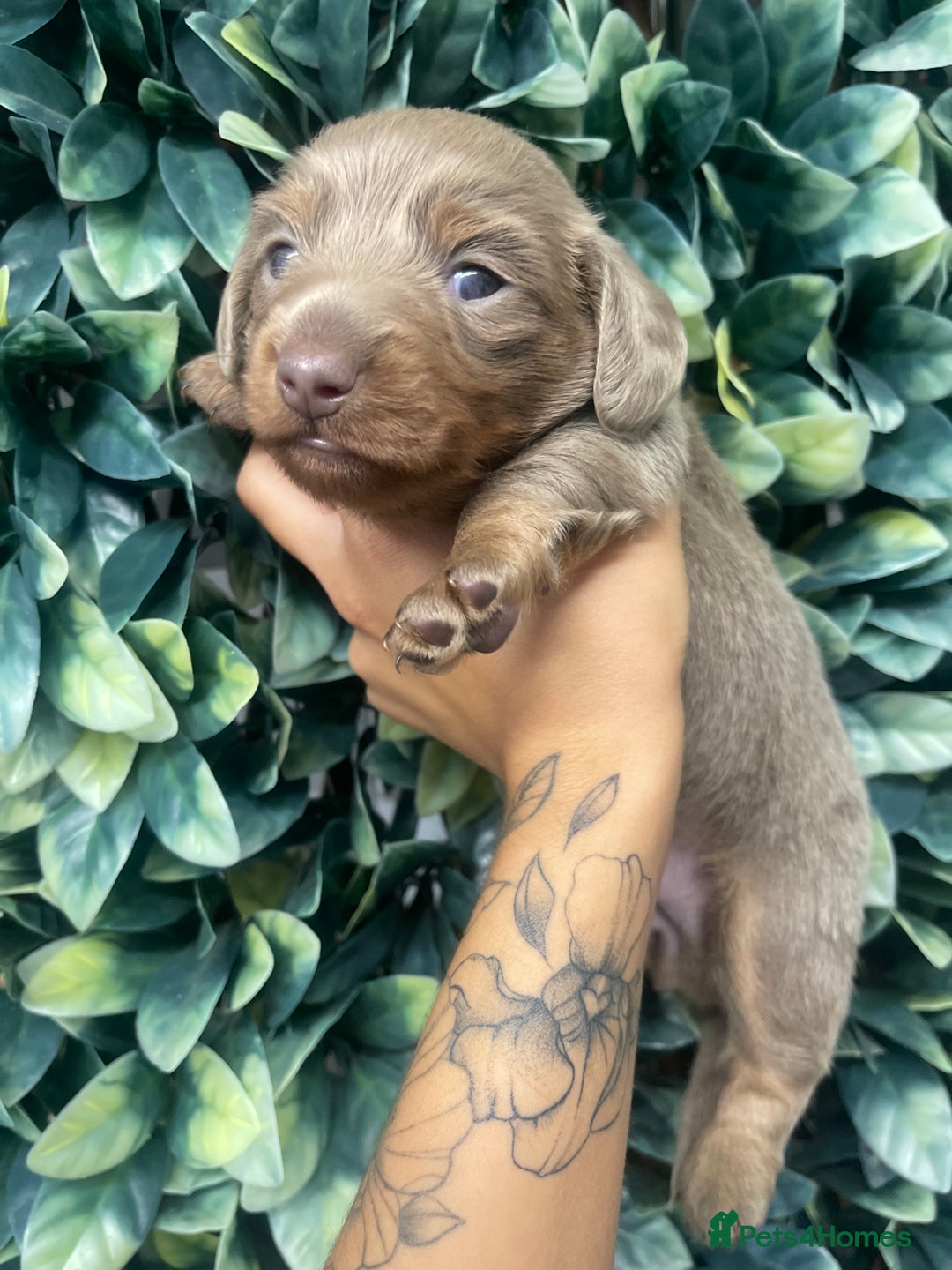 Miniature Dachshund dogs for sale: Long haired Isabella and tan miniature dachshund  - Image 16