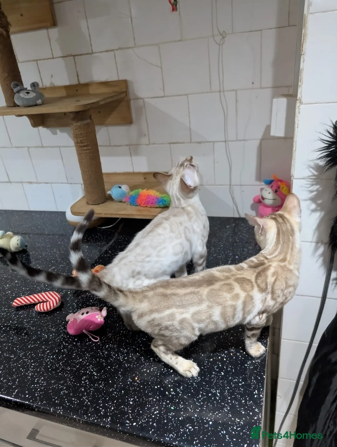 Bengal cats for sale: 🔥✨Pedigree TICA-Registered Bengals - Advert 20