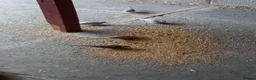 Doves birds for sale: Diamond Doves £15 each - Advert 8