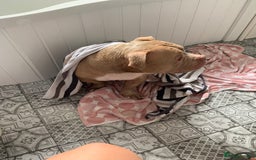 American Bully dogs for sale: Exotic American bully  - Image 3
