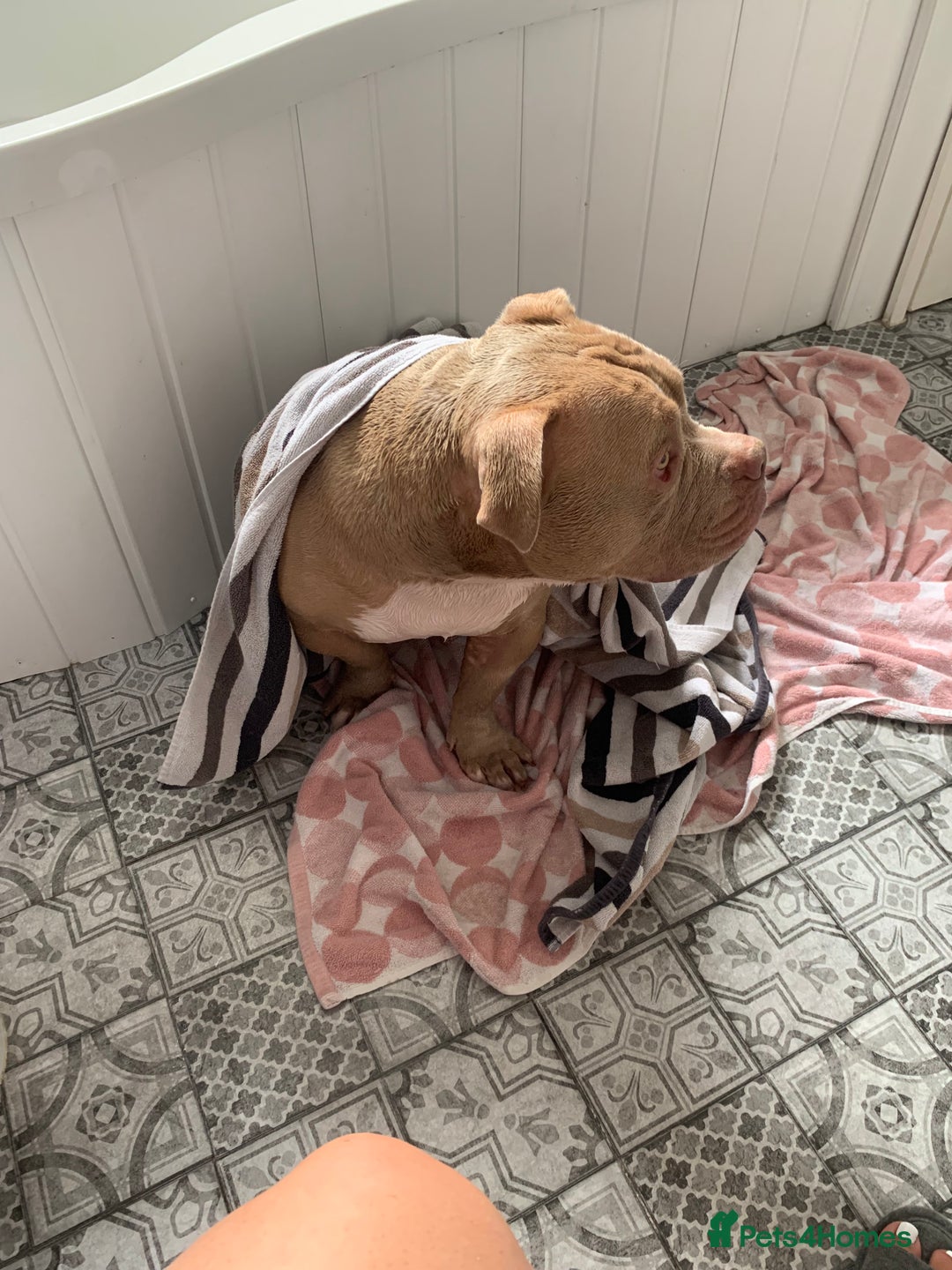 American Bully dogs for sale: Exotic American bully  - Image 3