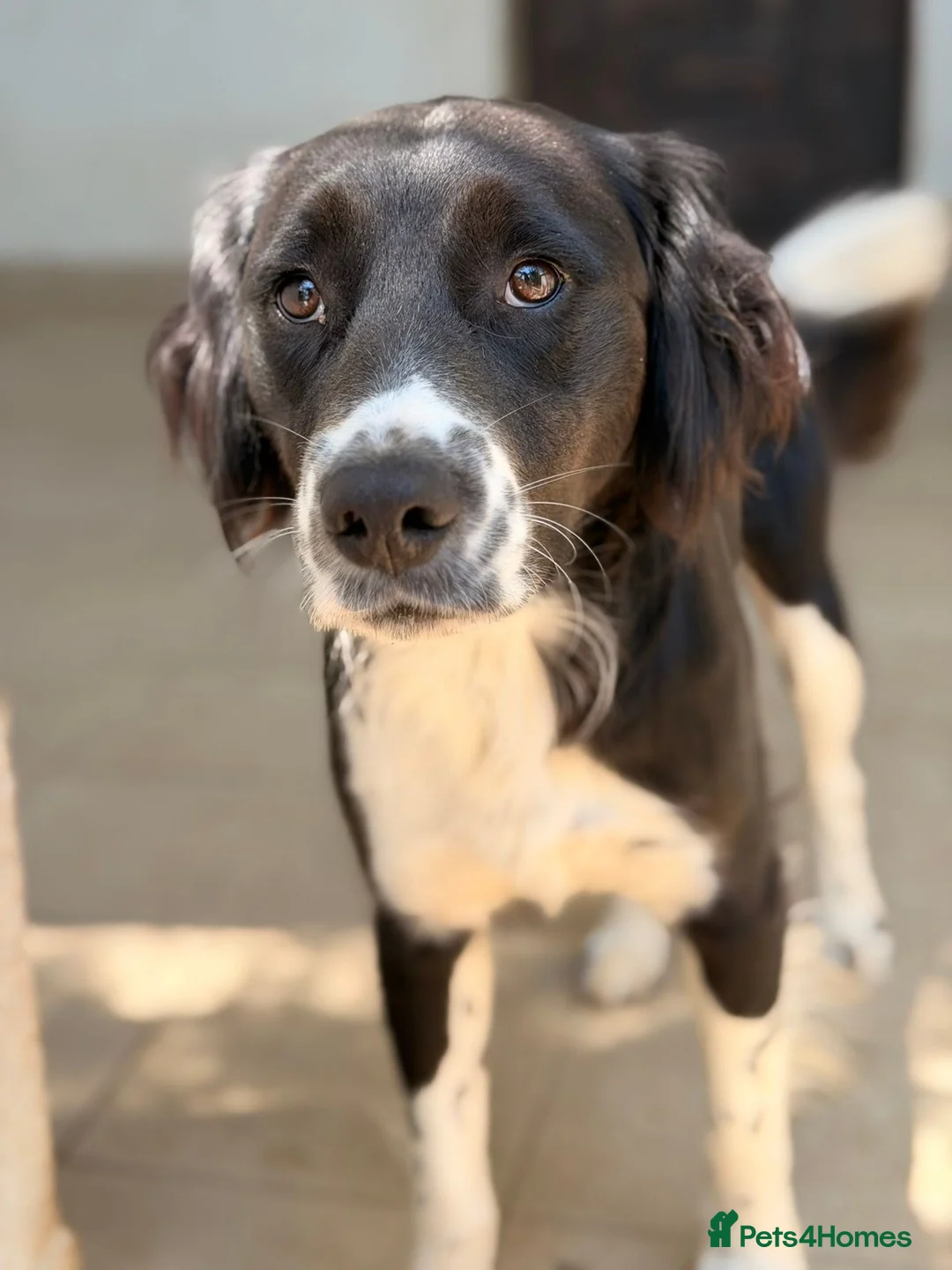 Mixed Breed dogs for adoption: Noddy – Gentle Medium-Sized Boy - Advert 2