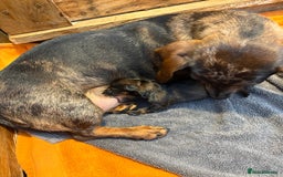 Miniature Dachshund dogs for sale: Miniature dachshund merle - Advert 4