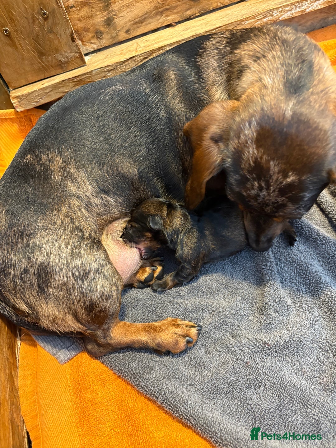 Miniature Dachshund dogs for sale: Miniature dachshund merle - Advert 4