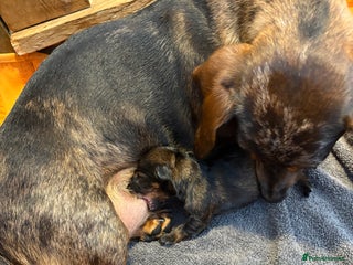 Miniature Dachshund dogs - Advert 18