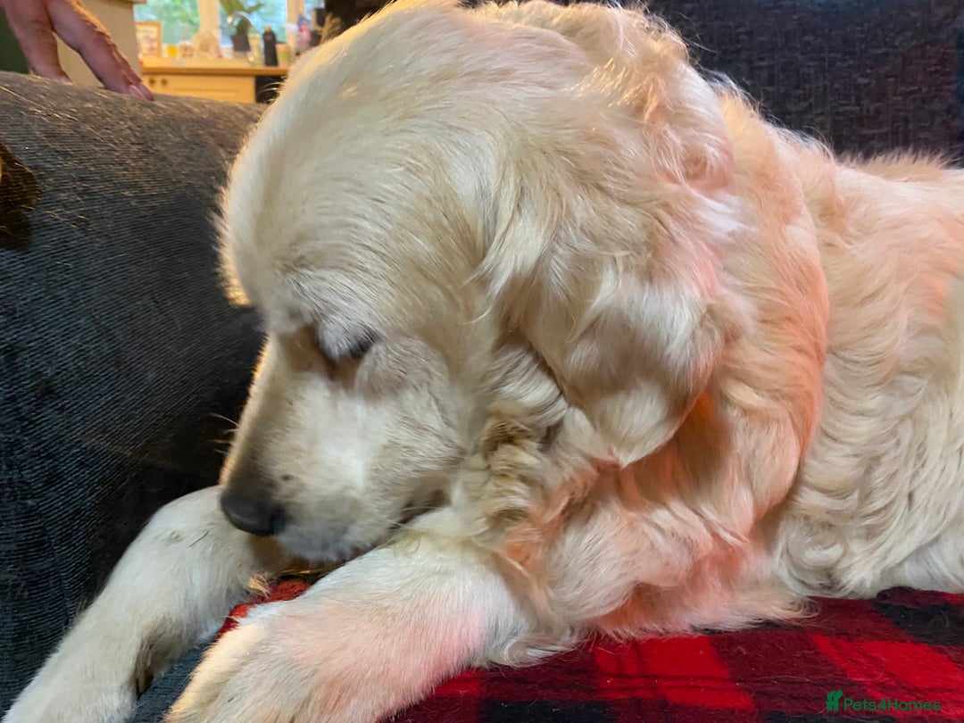 Golden Retriever dogs for sale: Beautiful and fluffy Golden Retriever puppies - Advert 14