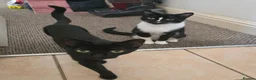 Mixed Breed cats for sale: 2 x female cats (sisters from same litter) in Nuneaton - Advert 1