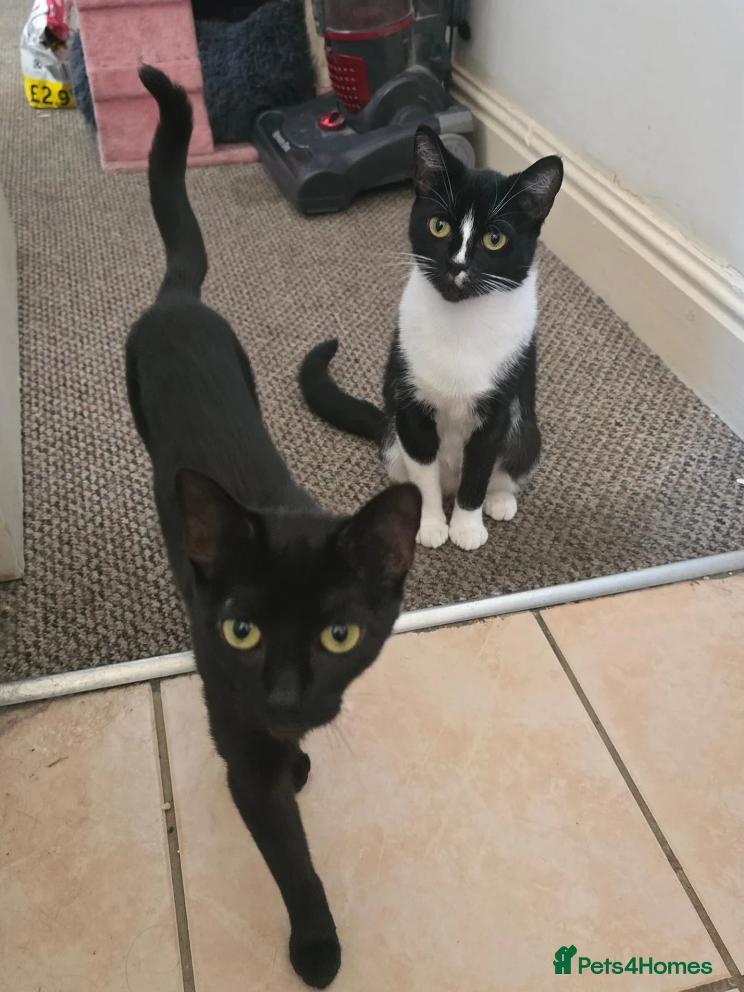 Mixed Breed cats for sale: 2 x female cats (sisters from same litter) in Nuneaton - Advert 1