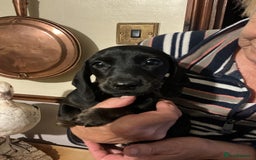 Dachshund dogs for sale: Mini dachshunds - Image 5