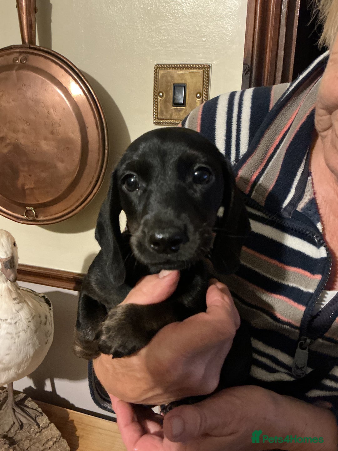 Dachshund dogs for sale: Mini dachshunds - Image 5