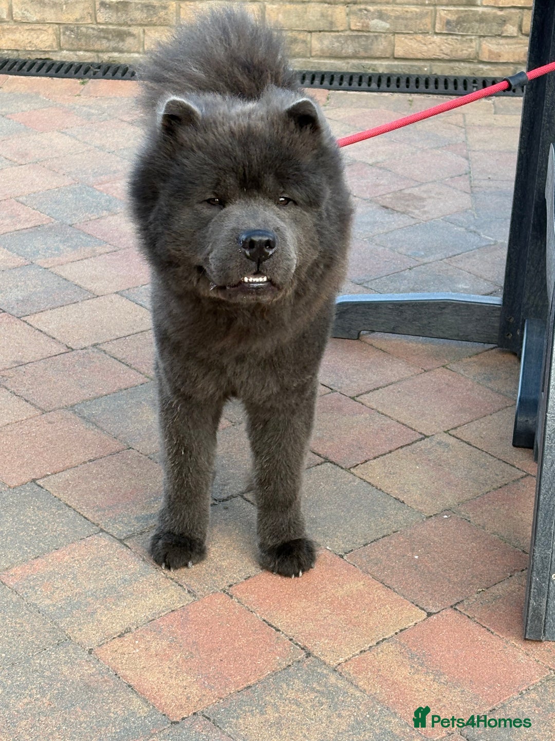 Chow Chow dogs for stud: KC Blue Chow Chow  - Advert 4