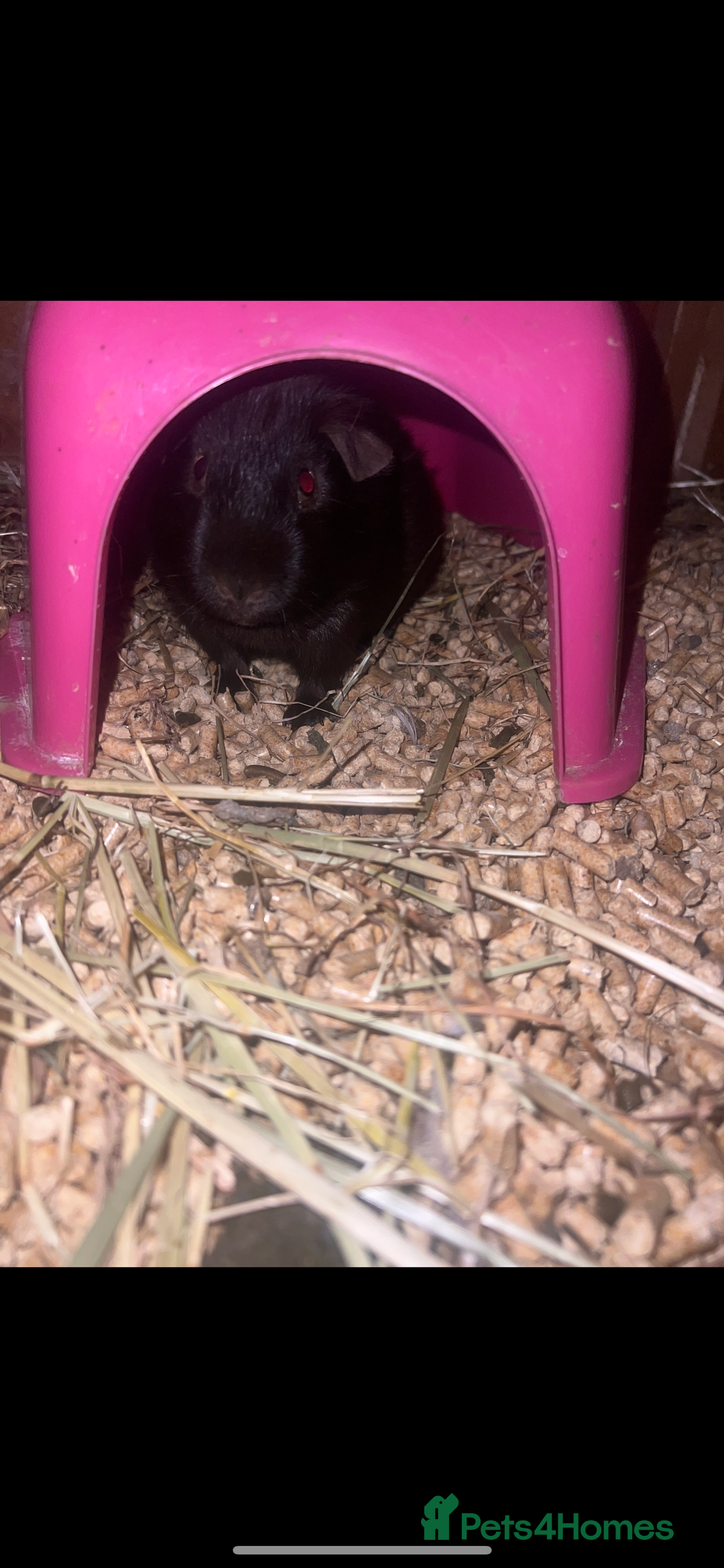 Guinea Pig rodents for sale: Pure brown male  - Image 3