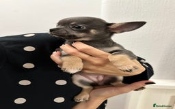 Chihuahua dogs for sale: Pure bred Chihuahua puppies - Image 7