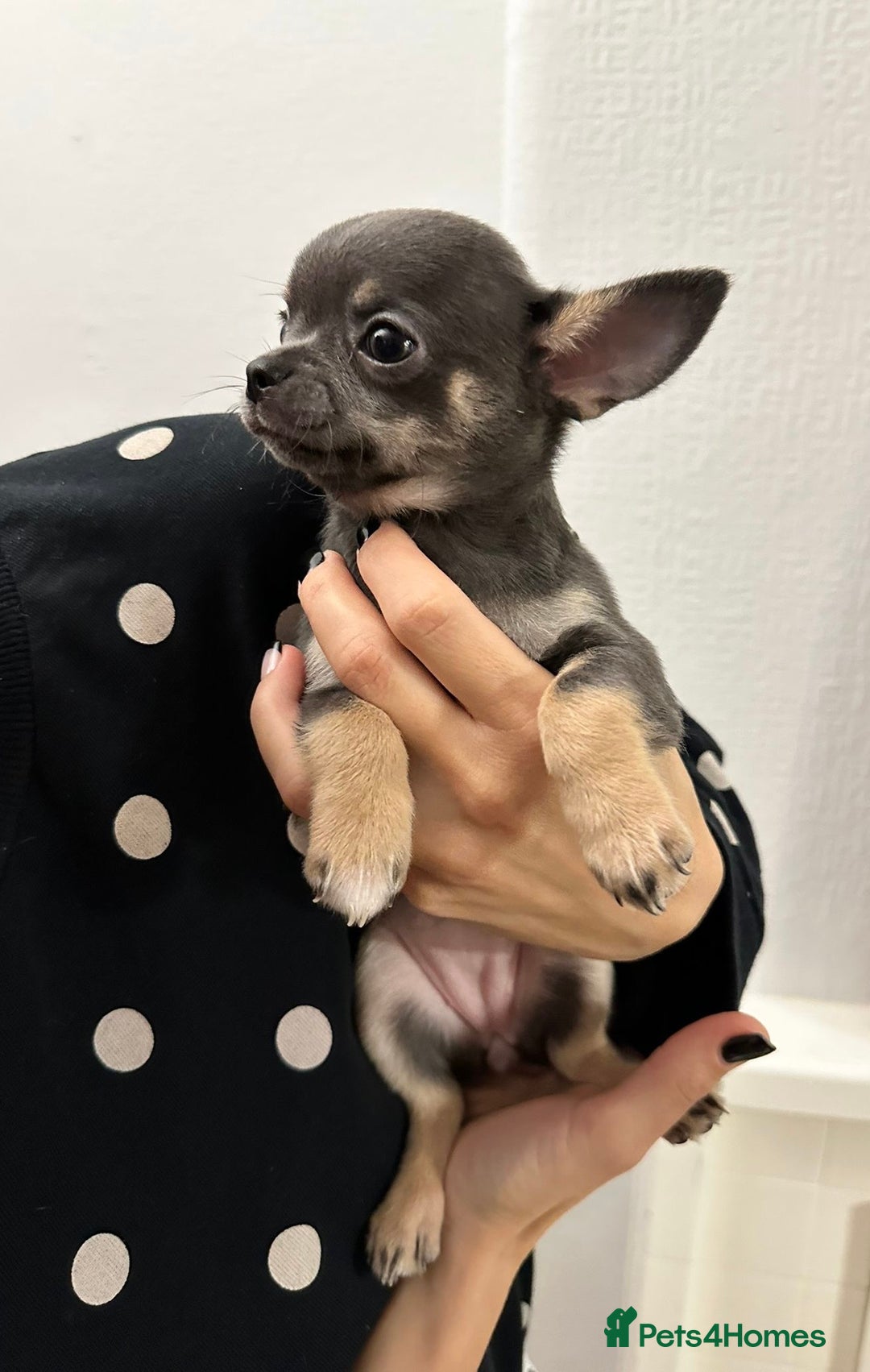 Chihuahua dogs for sale: Pure bred Chihuahua puppies - Image 7