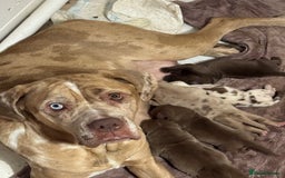 Cane Corso dogs for sale: cane corso pup harley quinn bo4bloodline mother  - Image 4