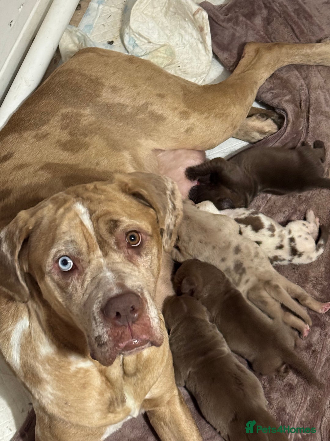 Cane Corso dogs for sale: cane corso pup harley quinn bo4bloodline mother  - Image 4