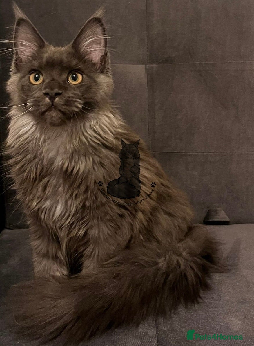 Maine Coon cats Active TICA Maine Coon blue smoke female nice  - Advert 1
