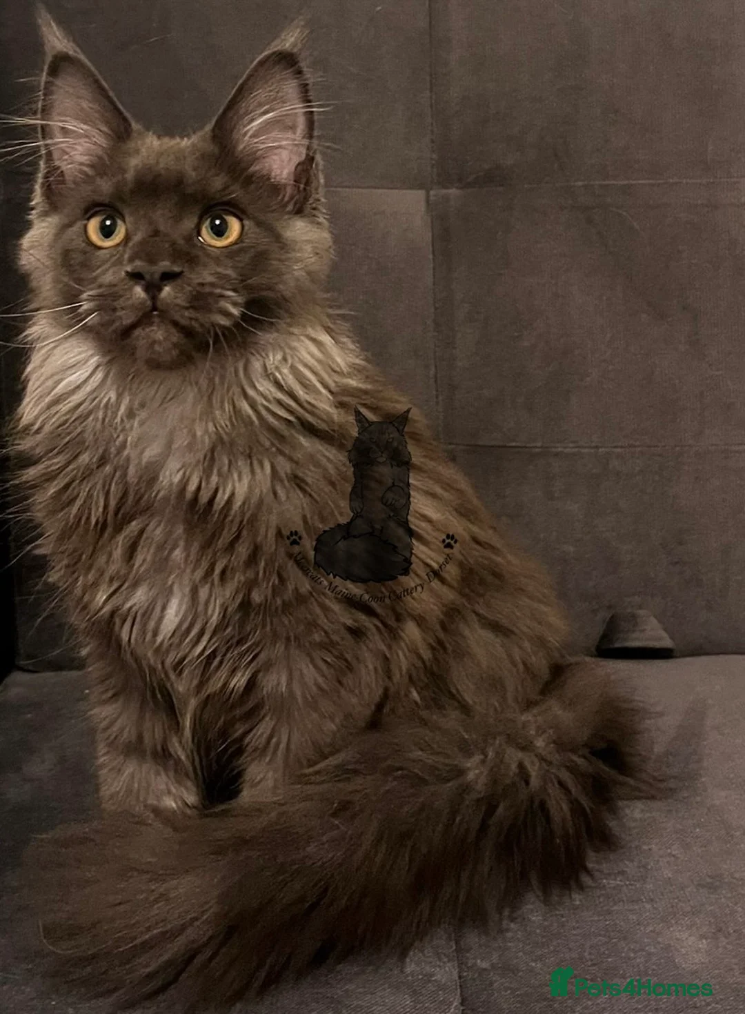 Maine Coon cats for sale: Active TICA Maine Coon blue smoke female nice  - Advert 1
