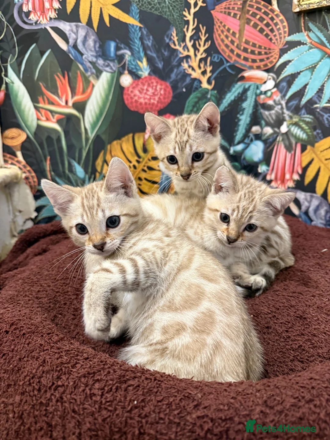 Bengal cats for sale: TICA Registered Bengals - Advert 1