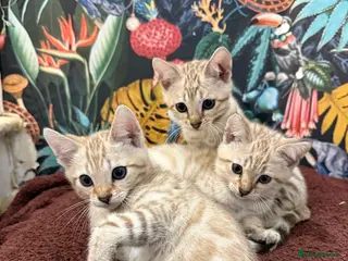 Bengal cats TICA Registered Bengals - Advert 6