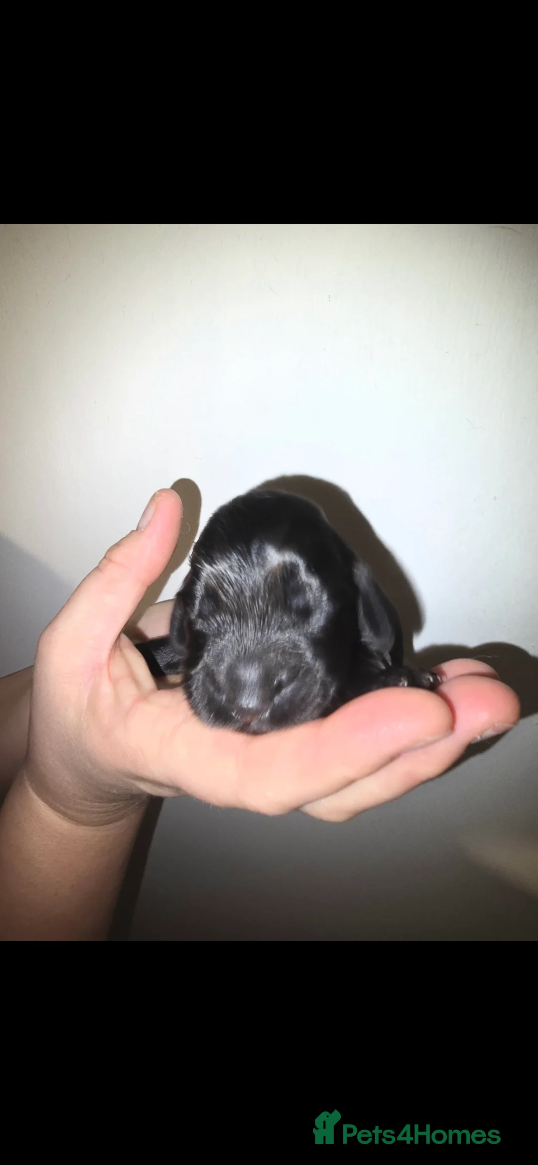 Cocker Spaniel dogs for sale: Cocker spainel puppies - Advert 14