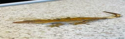 Gecko reptiles for sale: Unrelated Male and Female Harlequin Crested Gecko  - Advert 5
