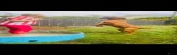 Dogue De Bordeaux dogs for sale: Quality Dogue De Bordeaux puppy’s  - Advert 21