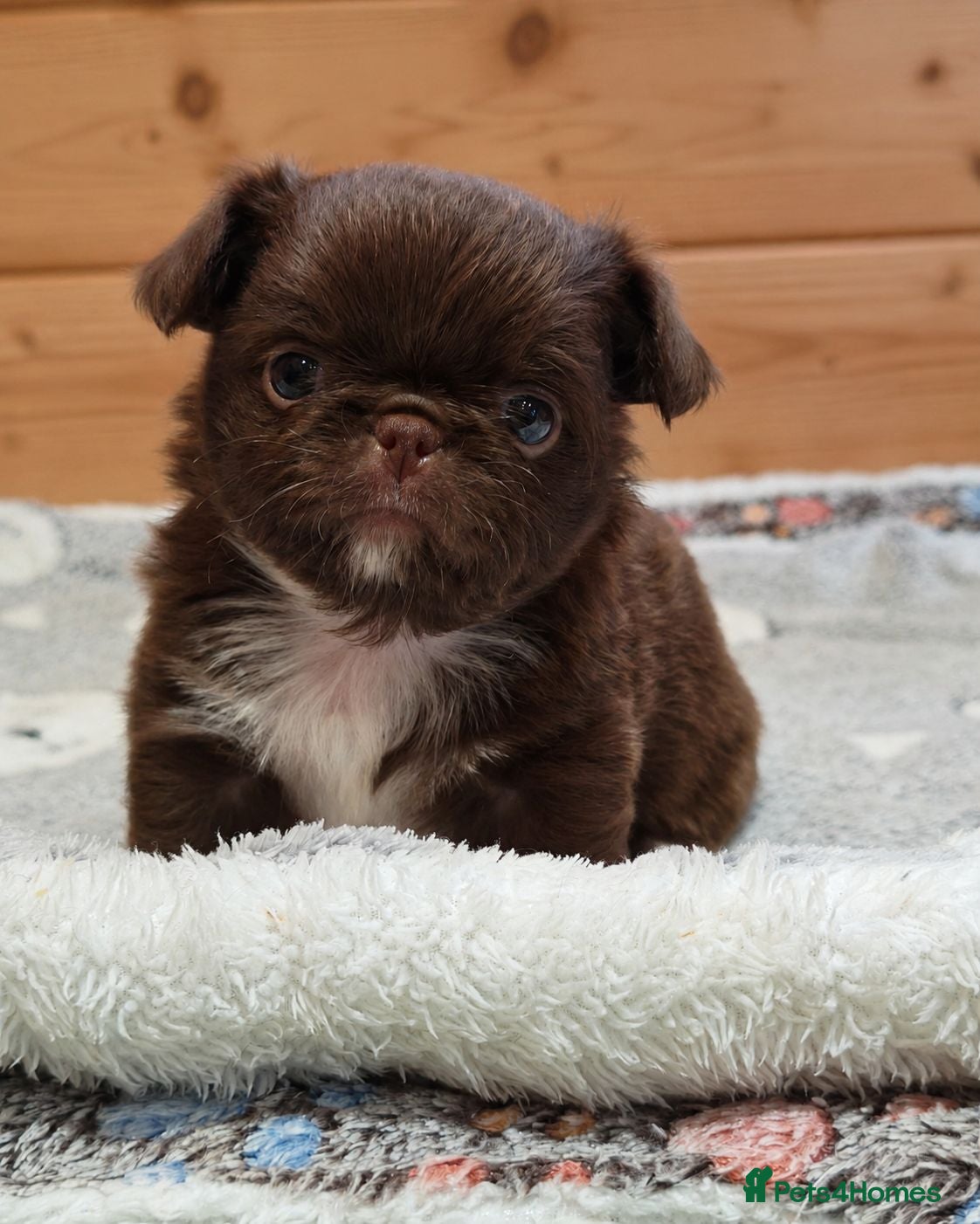 Chihuahua dogs KC REG THAI X RUSSIAN LINES NOW ARRIVED  - Advert 16
