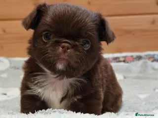 Chihuahua dogs KC REG THAI X RUSSIAN LINES NOW ARRIVED - Advert 16