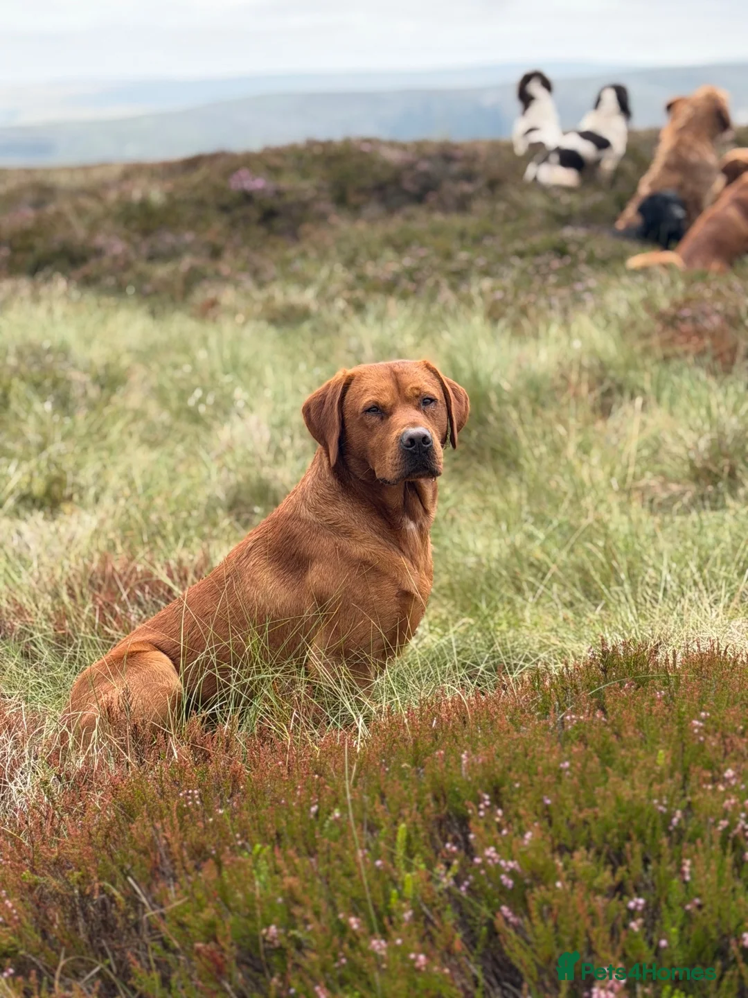 Labrador Retriever dogs for stud: 0/0 Hips & elbows fox red labrador - Advert 2