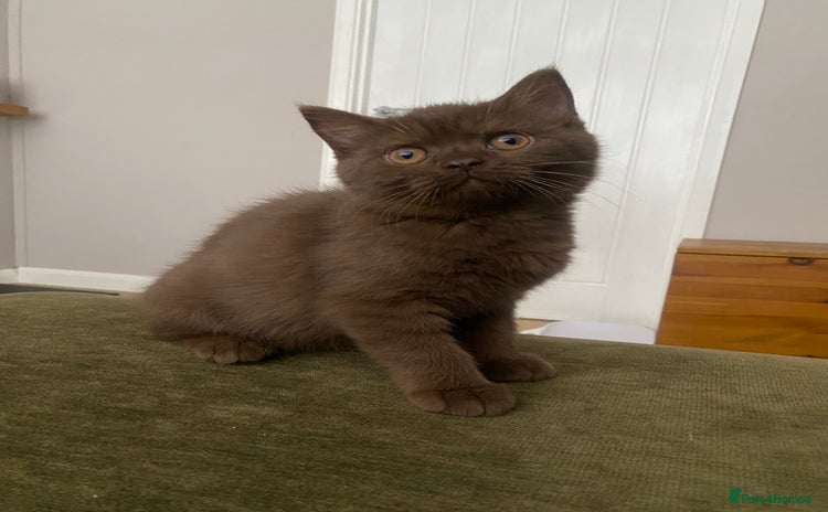 British Shorthair cats - Advert 16