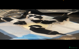 Jack Russell dogs for sale: Jack Russell puppy  - Image 2