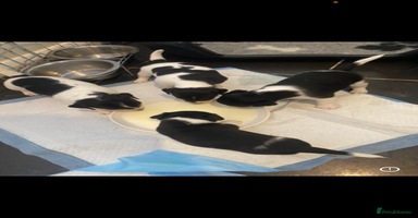 Jack Russell dogs - Advert 7