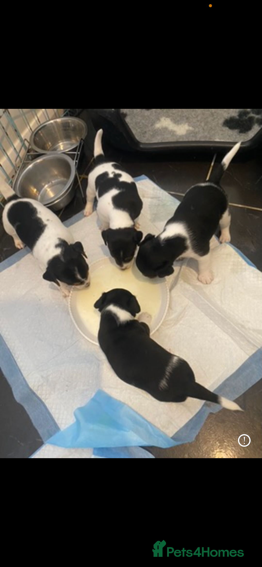 Jack Russell dogs for sale: Jack Russell puppy  - Image 2