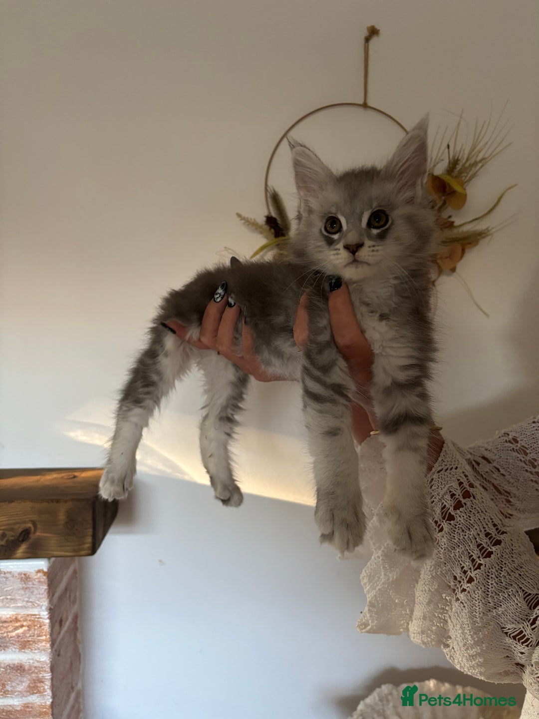 Maine Coon cats for sale: TICA registered Maine coon kittens, shaded lines - Image 6