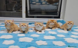 British Shorthair cats for sale: Adorable Kittens Ready For Reservation  - Image 1