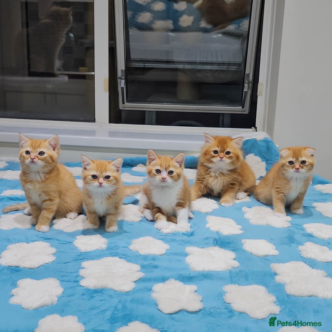 British Shorthair cats for sale: Adorable Kittens Ready For Reservation  - Image 1