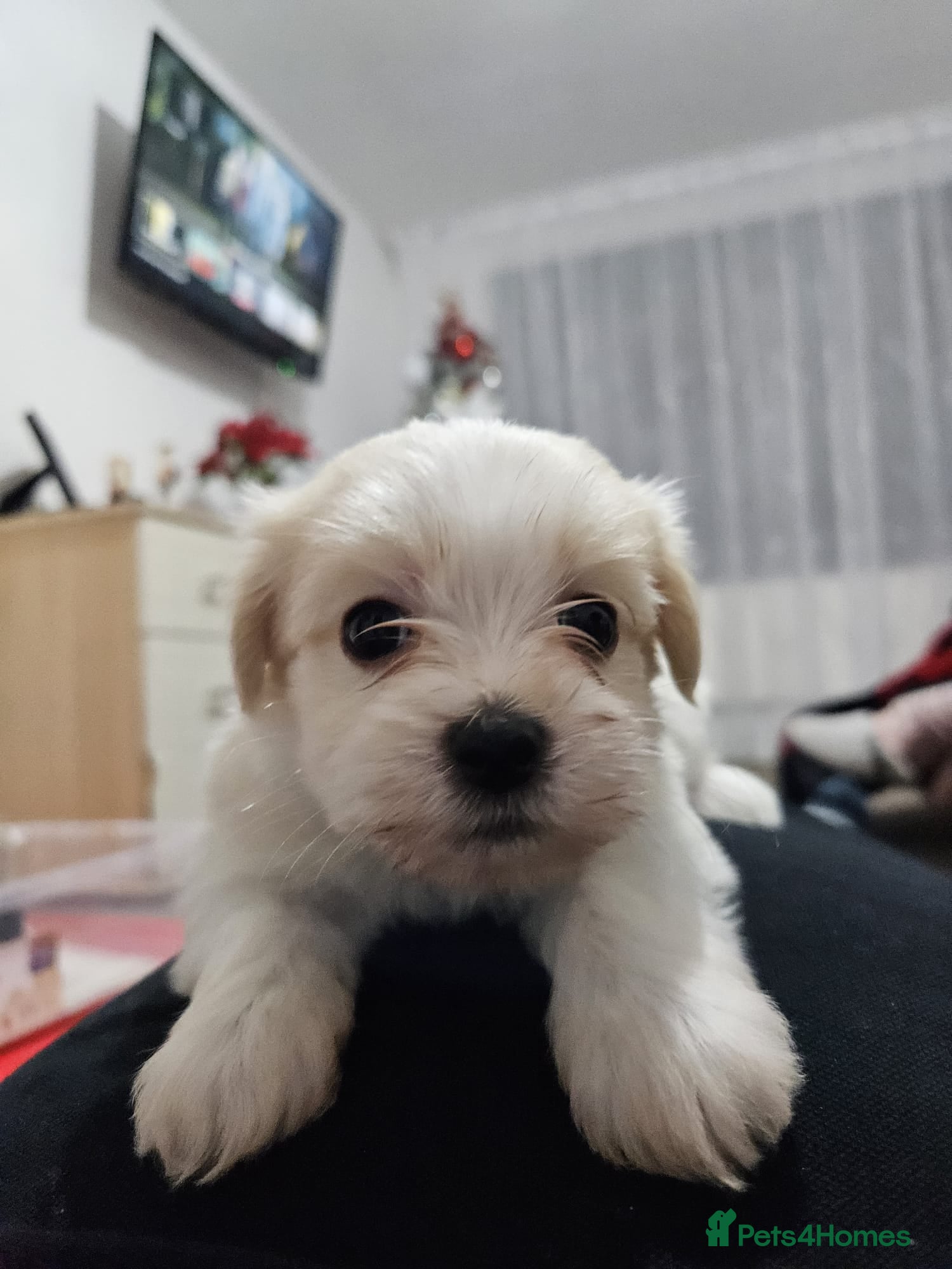 Mixed Breed dogs Bichon havaneze! - Advert 12