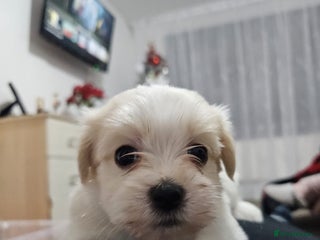 Mixed Breed dogs Bichon havaneze! - Advert 2