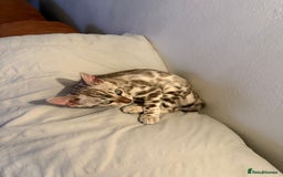 Bengal cats for sale: Male Snow bengal - Image 3