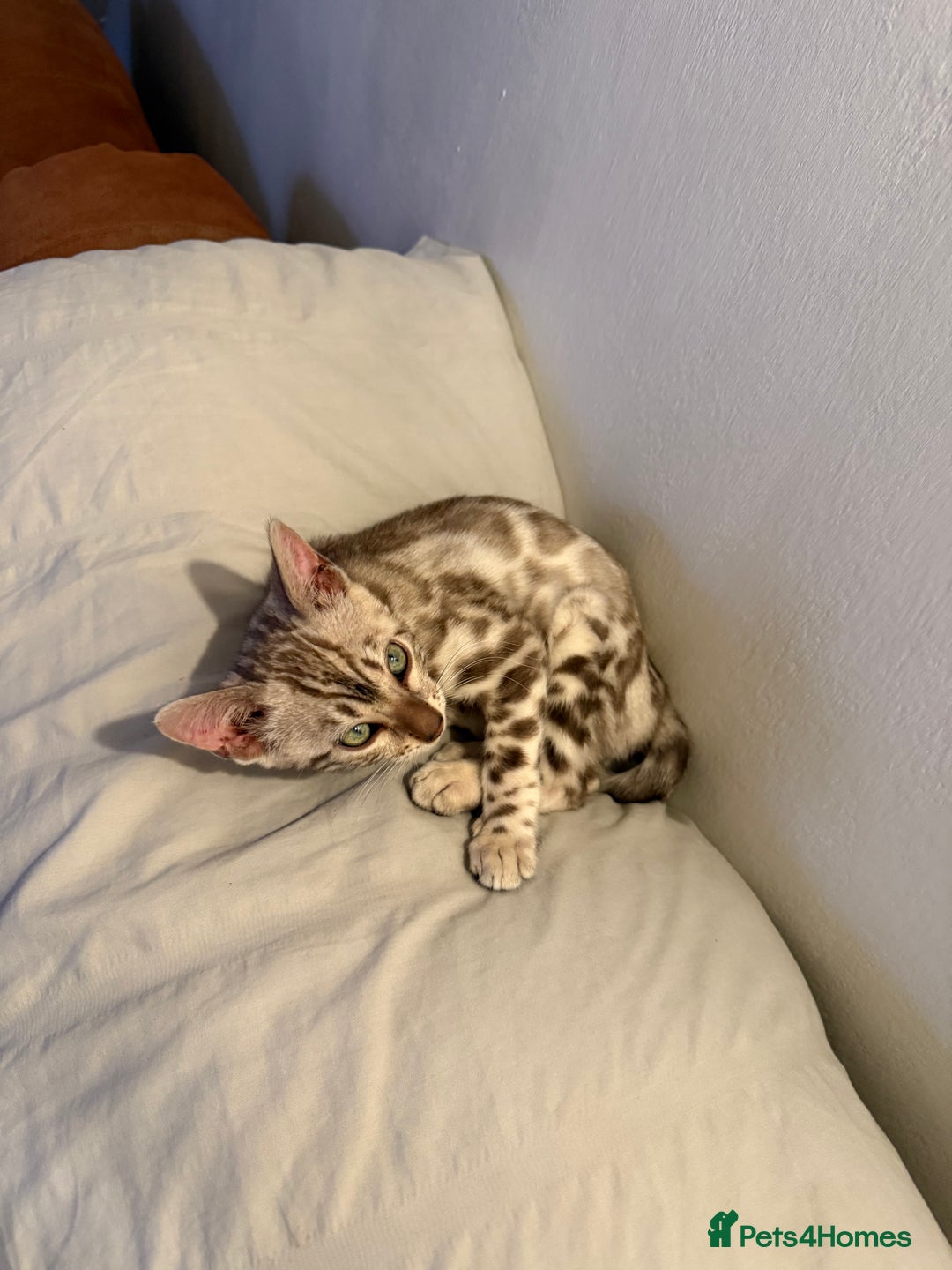 Bengal cats for sale: Male Snow bengal - Image 3