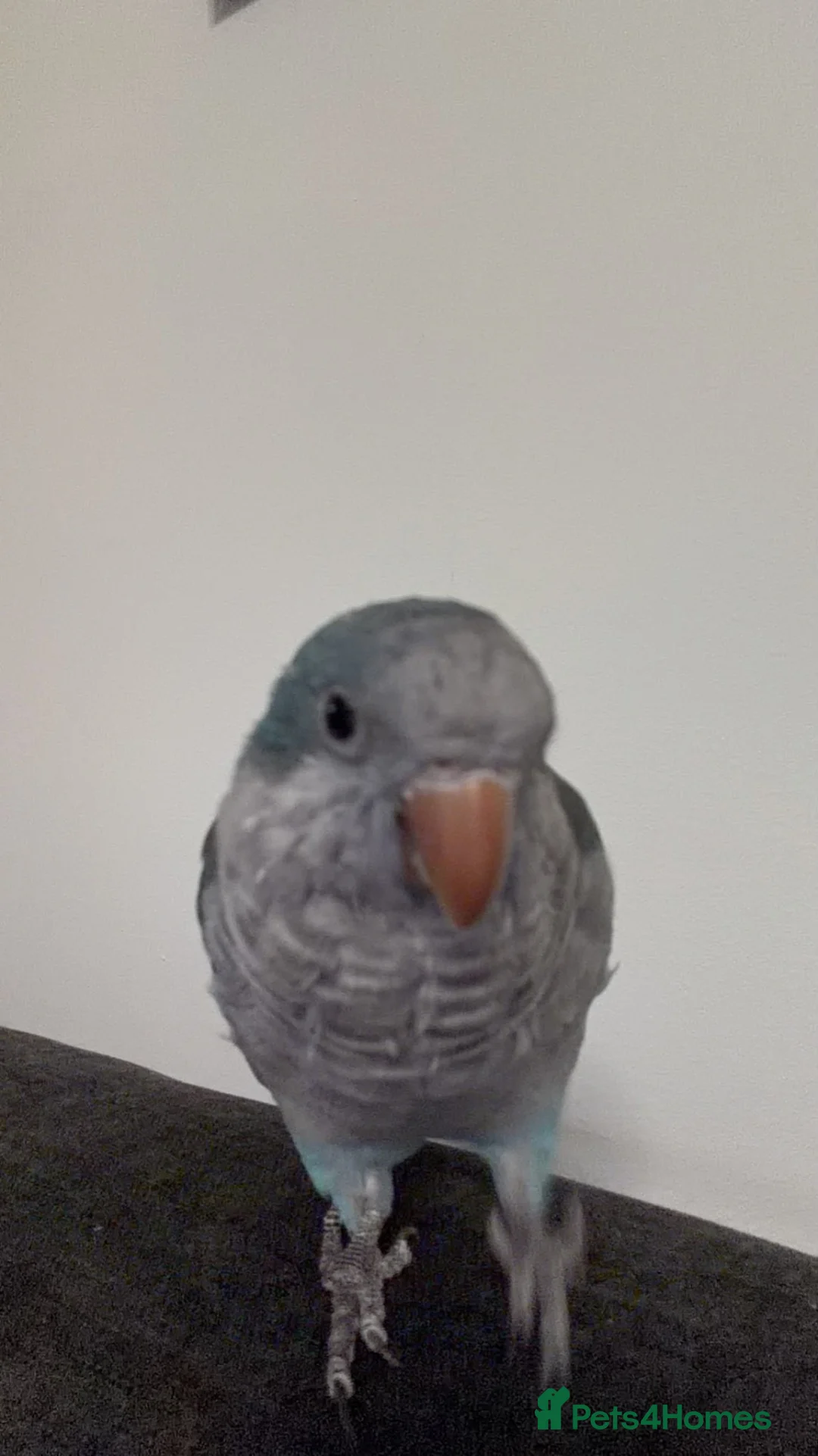 Parrots birds for sale: Very friendly Quaker parrot  - Advert 1