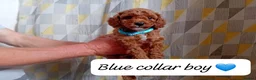 Cavapoo dogs for sale: Cute and cuddly F1B Cavapoos - Advert 12