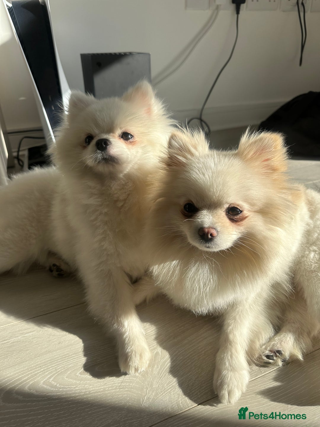 Pomeranian dogs for sale: 4 white pure bred pomerainian puppies - Advert 8
