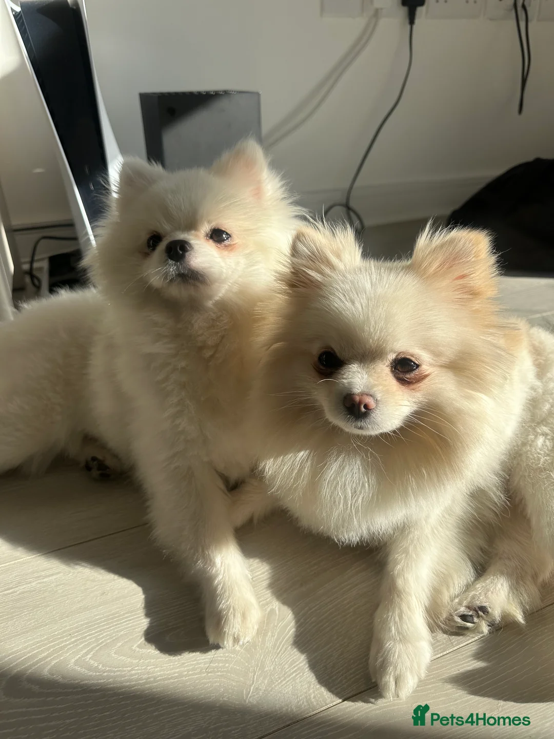 Pomeranian dogs for sale: 1 white pure bred pomerainian puppy left! - Advert 13