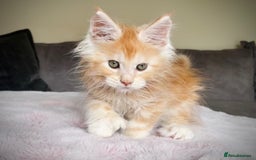 Maine Coon cats for sale: Pure Giant Russian Polydactyl Mainecoon Kittens - Image 1