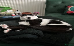 Arabian Mau cats for sale: Meet beautiful Tuxie ❤️ - Image 5